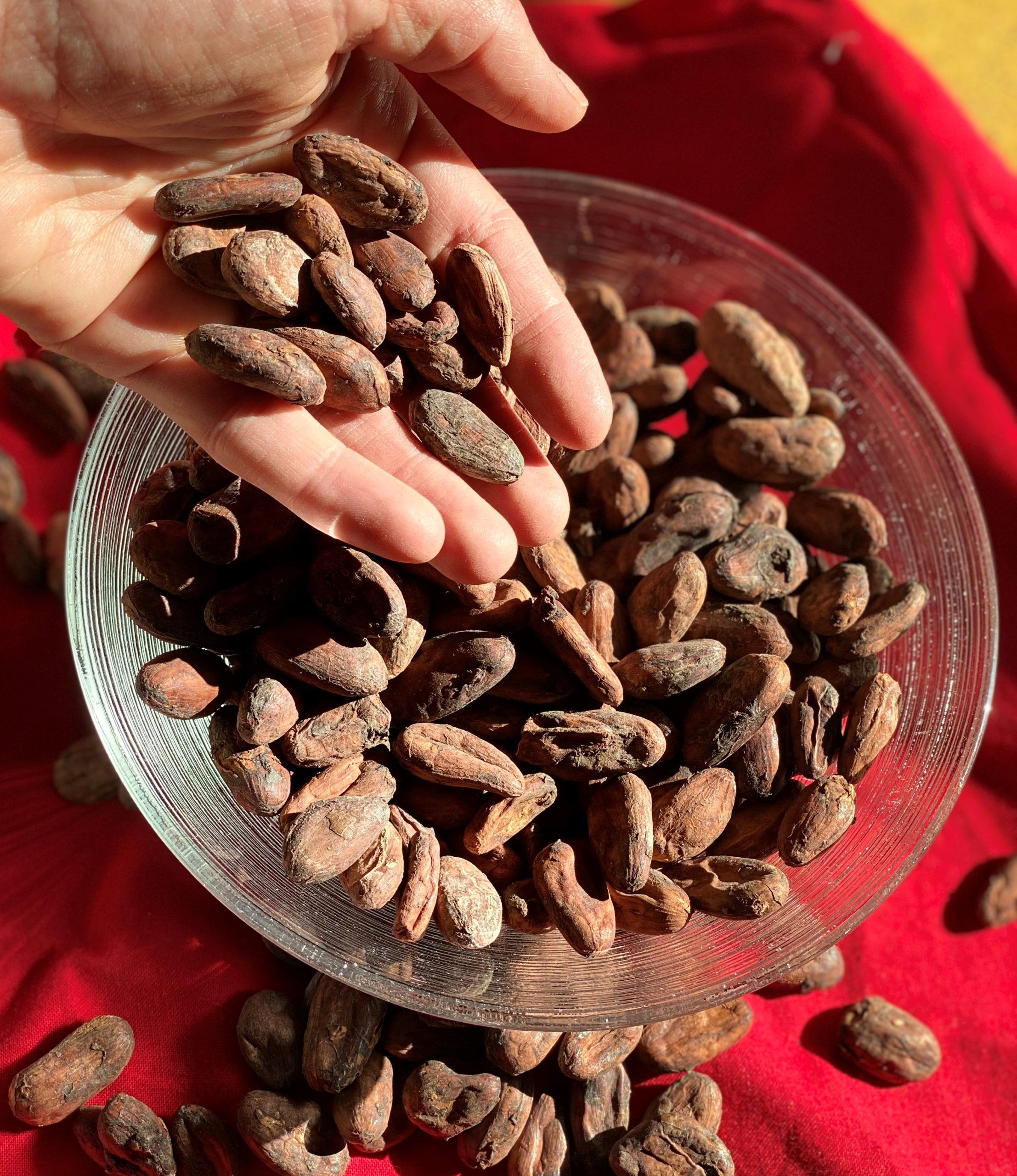 19 cacao beans with hand